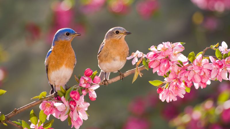 Scented Symphony