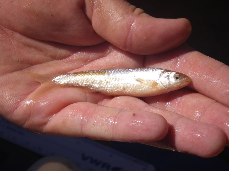 Rio Grande Silvery Minnow: Tiny Desert Swimmer