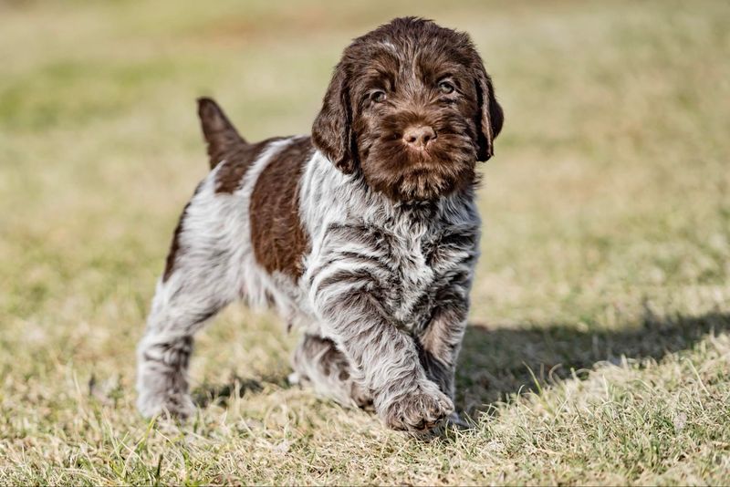 Wirehaired Pointing Griffon