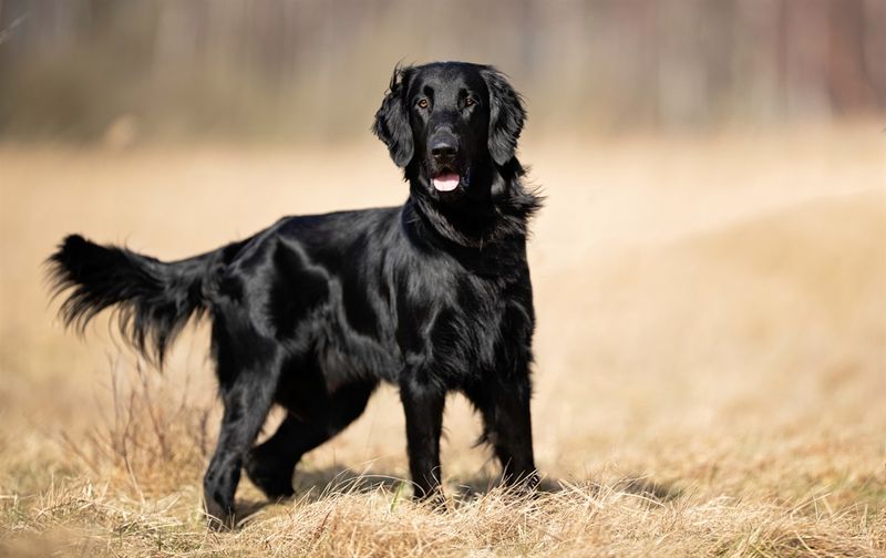 Flat-Coated Retriever