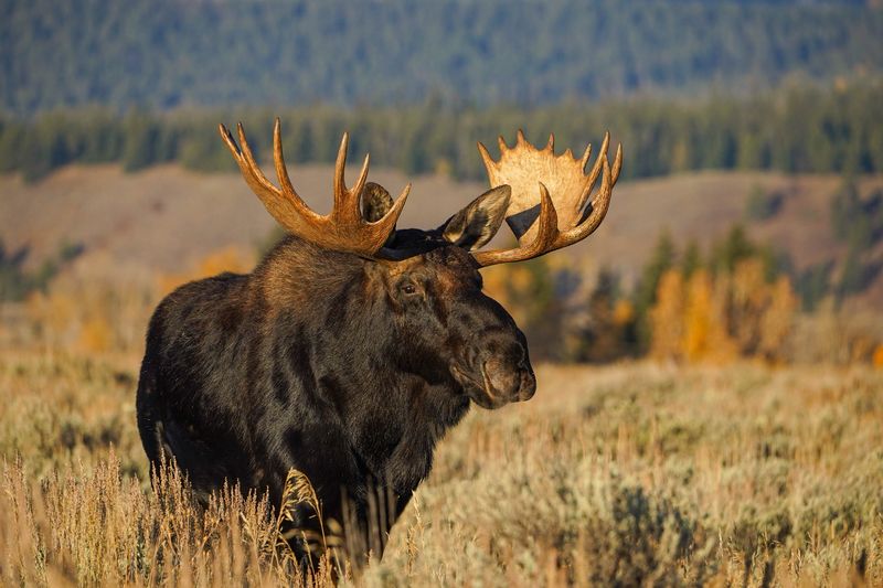 Wyoming – Grand Teton National Park