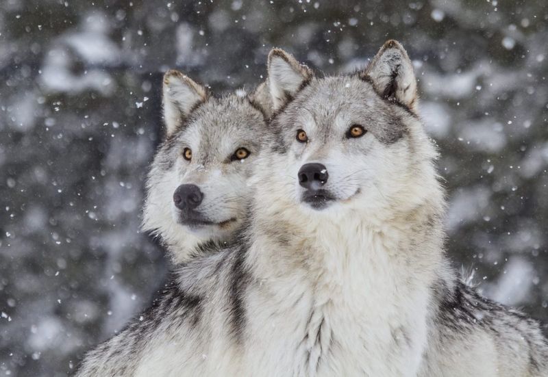 Utah: Wolves Of The Wasatch Mountains