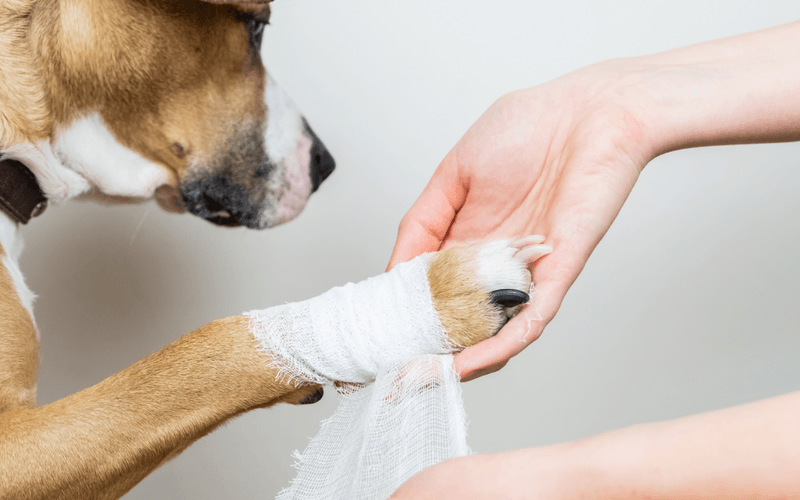Regular Paw Soaks Prevent Irritation