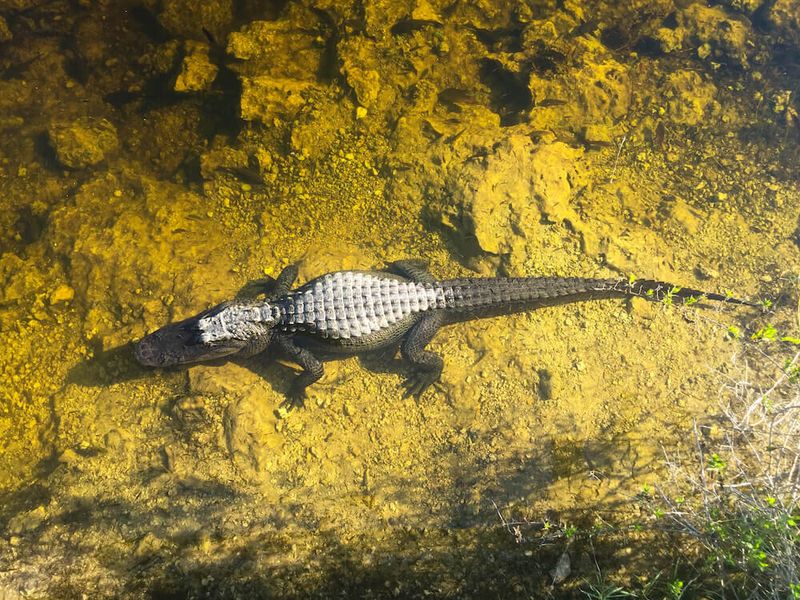 Loxahatchee River – Jupiter's Wild Side