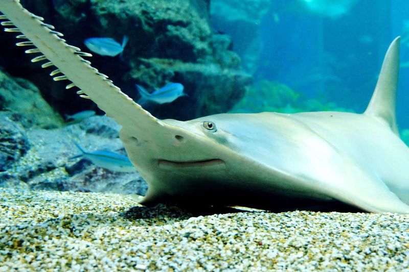 Sawshark: Not To Be Confused With Its Sawfish Cousin