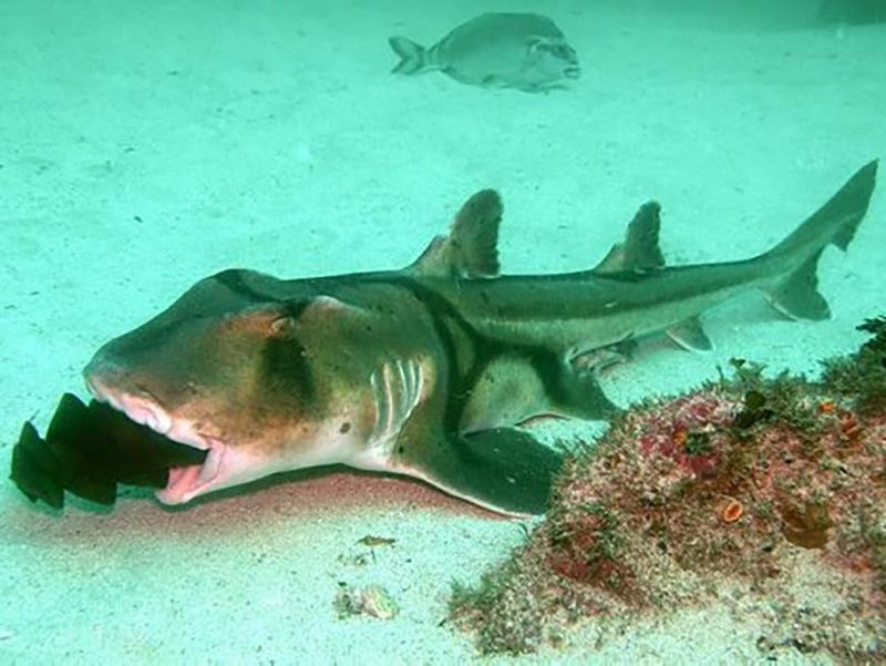 Port Jackson Shark: The Egg-Laying Oddity