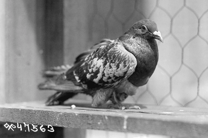 Cher Ami: The Pigeon Who Saved 197 Lives
