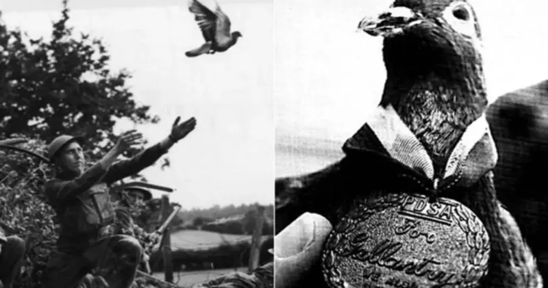 Cher Ami: The Pigeon That Saved 197 Men