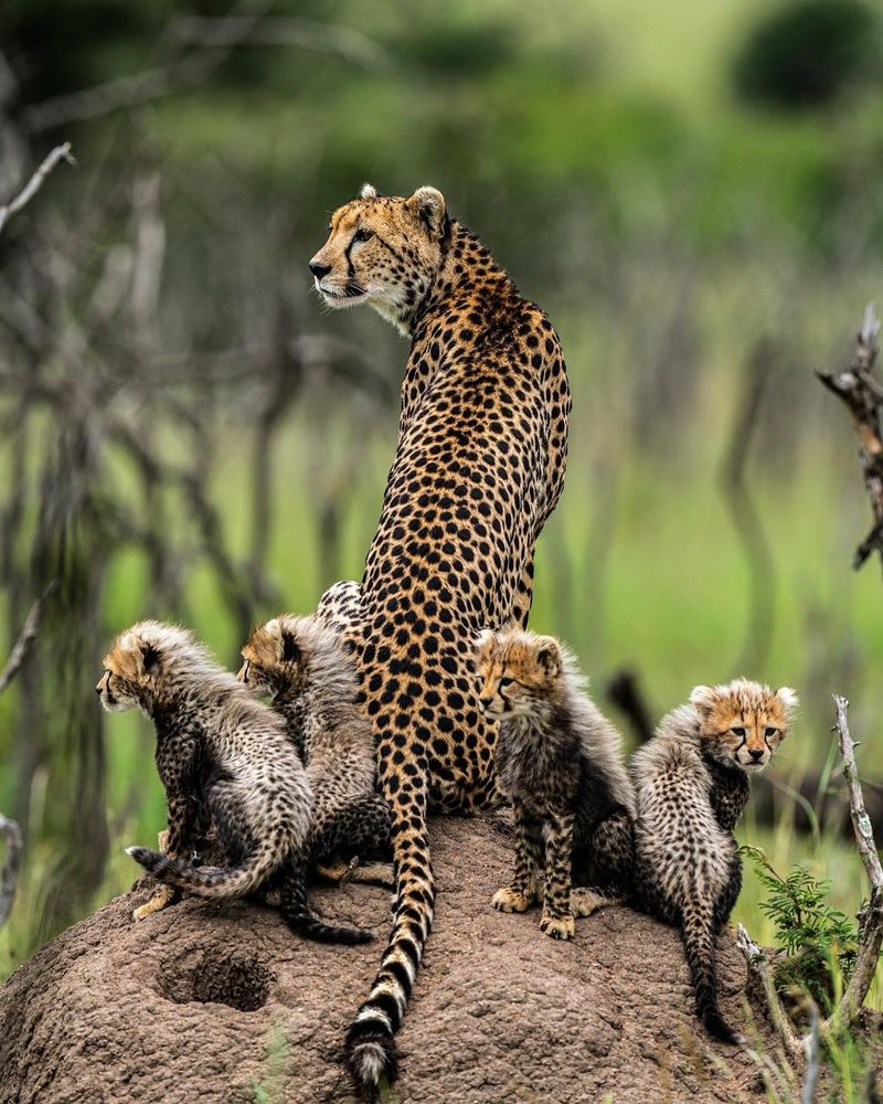 Cheetah