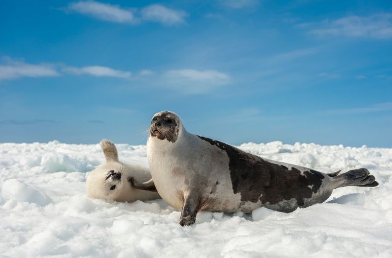 Harp Seal