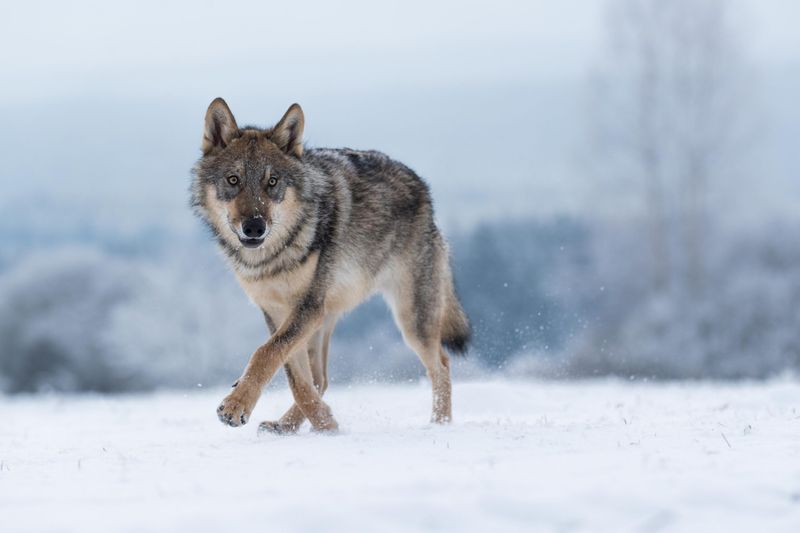 Wolf