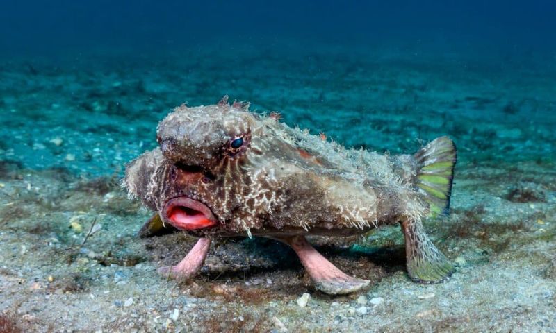 Batfish: The Awkward Ocean Floor Patrol