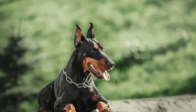 Doberman Pinschers - Sleek Guardians With A Fearsome Reputation