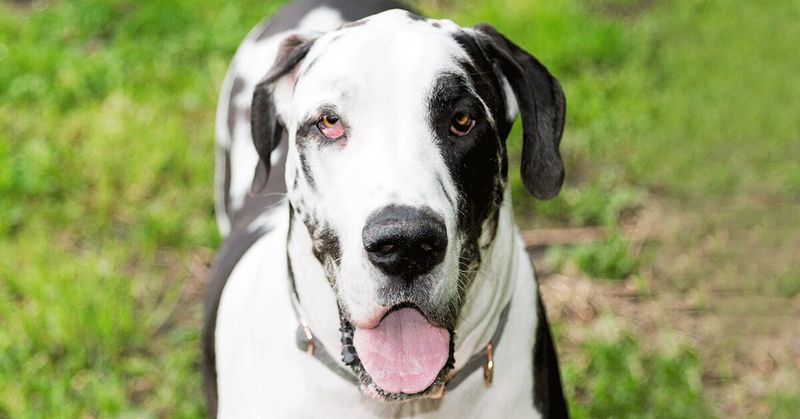 Great Danes