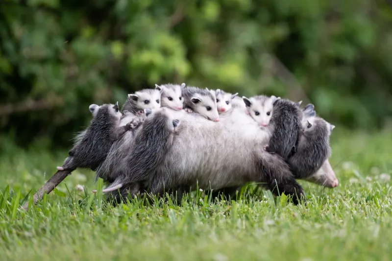 Opossum's Walking Bus