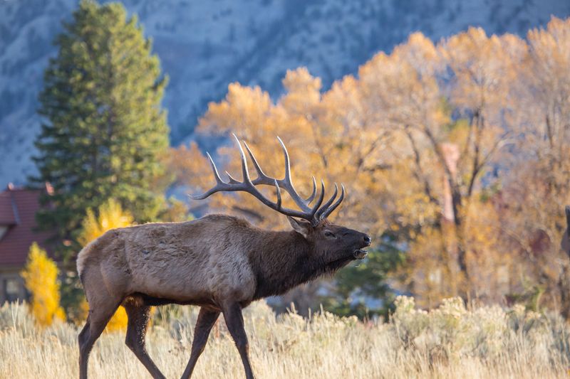 Elk Bugling During Fall Rut