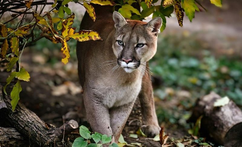 Mountain Lions Create Forest Nurseries