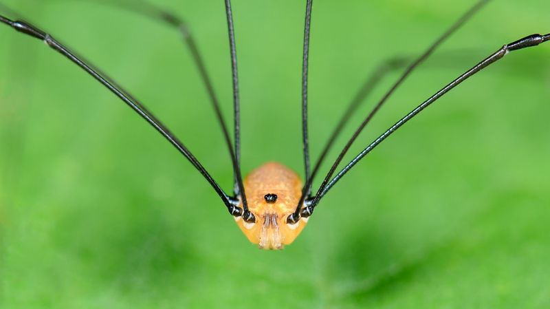 Harvestmen