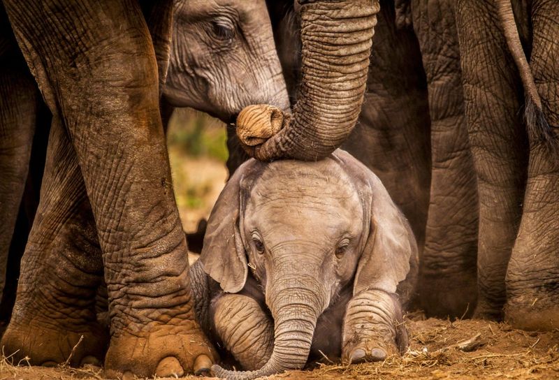 Elephant's 22-Month Commitment