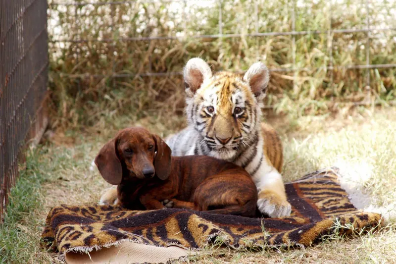 Feline Friends