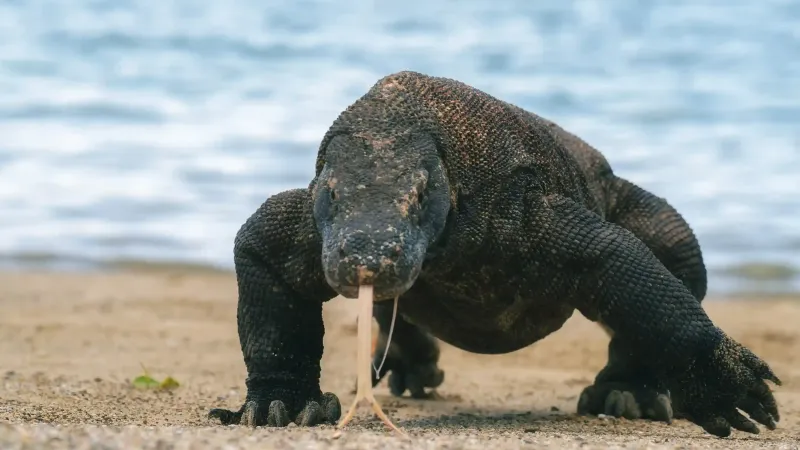 Komodo Dragon