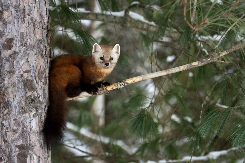 Pine Marten
