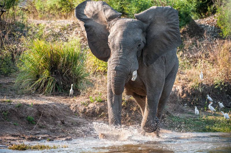 African Elephant