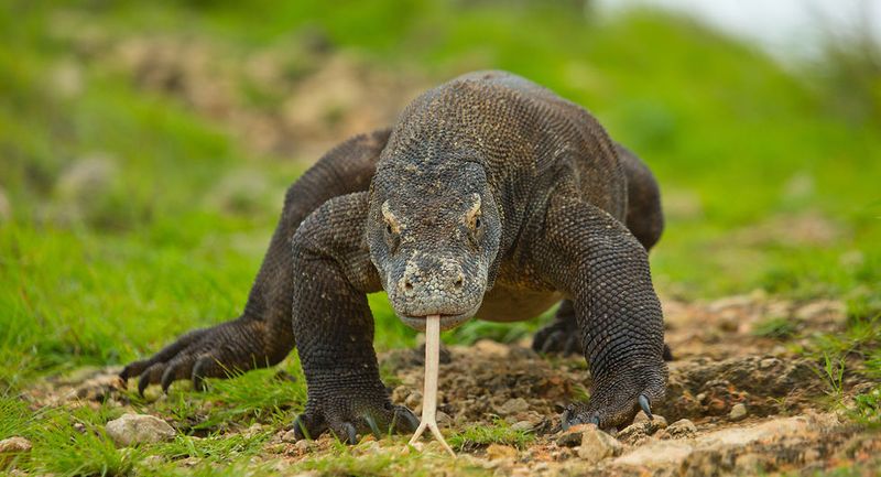 Komodo Dragon