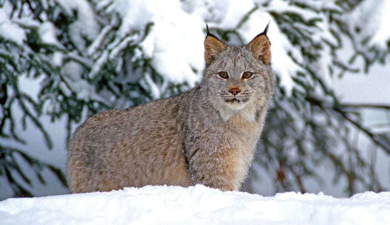 Canada Lynx: Snowshoe Specialists