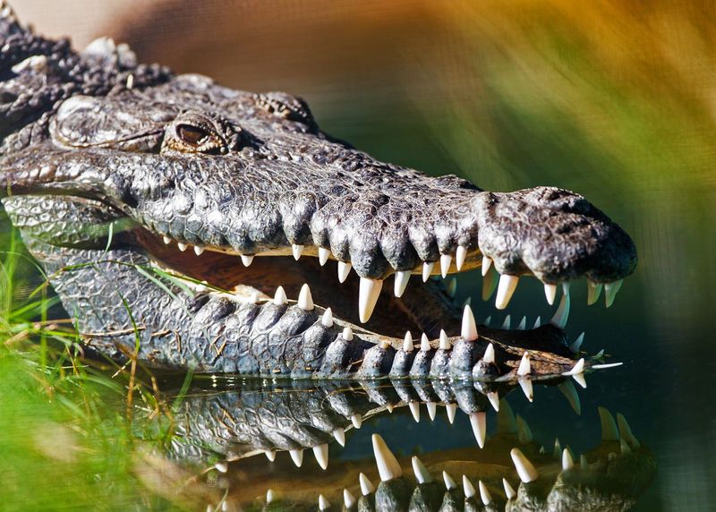 American Crocodiles: Prehistoric Predators