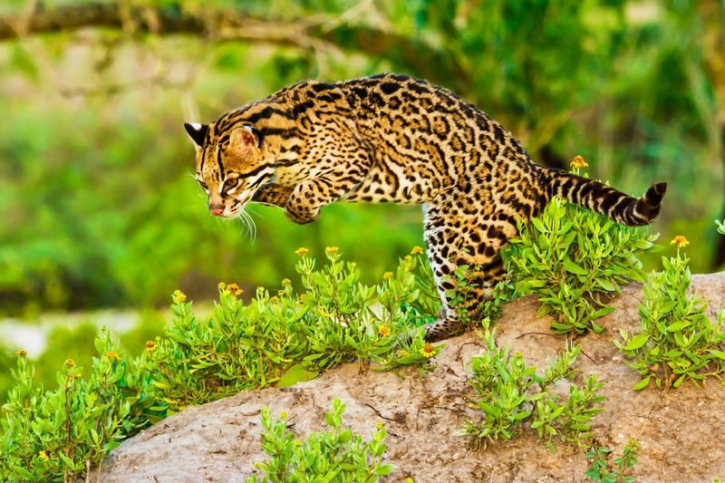 Ocelots In The Borderland Brush