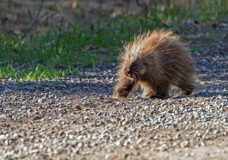 Porcupines – Walking Pincushions