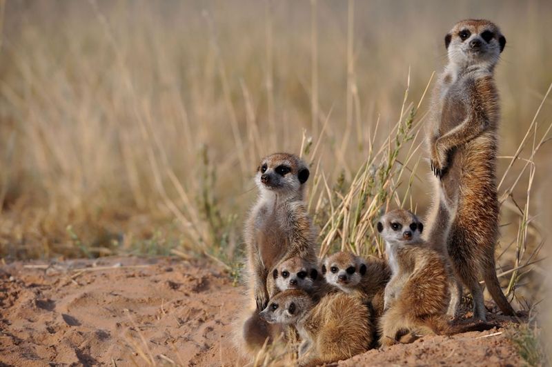 Meerkats
