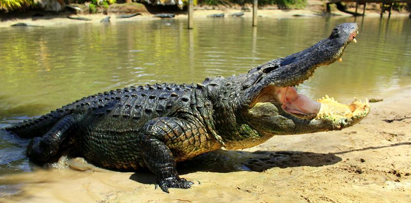 Alligators