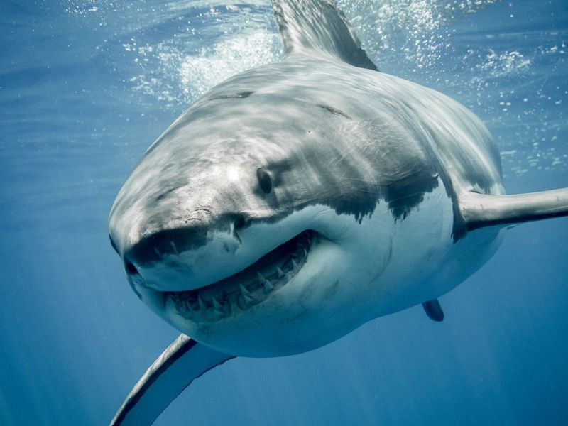 Great White Sharks