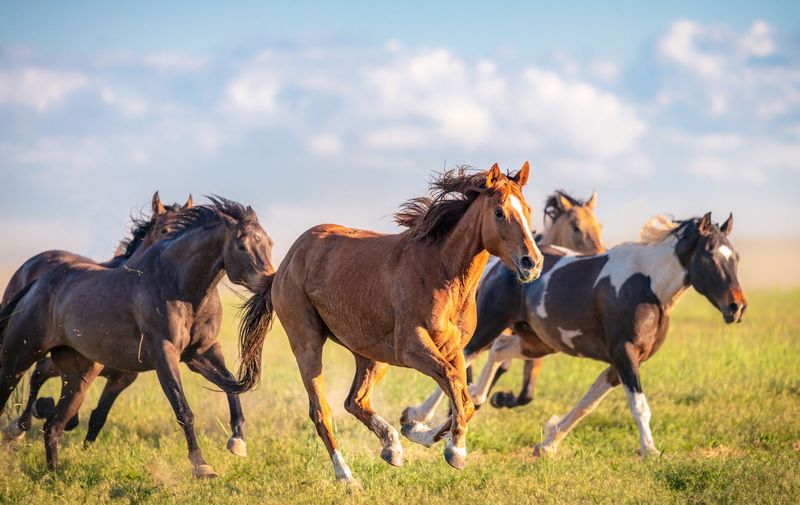 Majestic Mustangs To Backyard Buddies