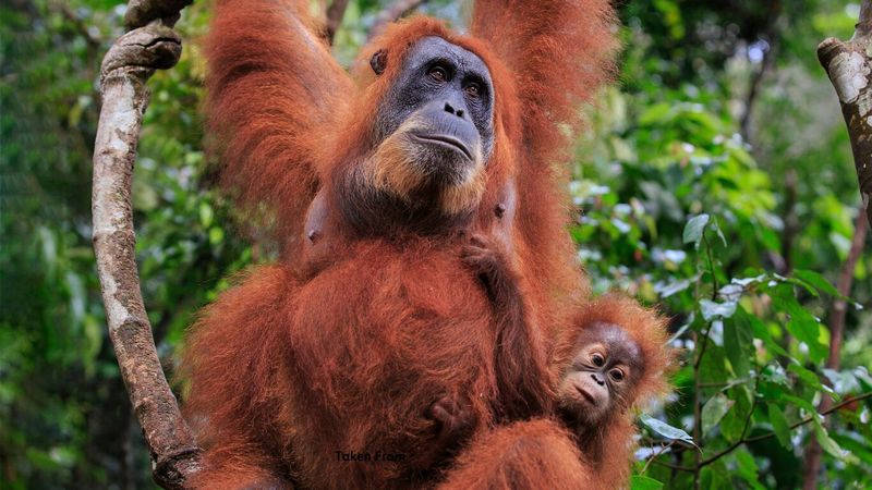 Orangutans: Forest Philosophers