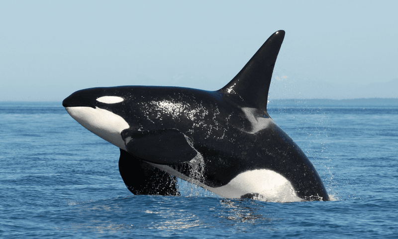 The Sea's Perfect Predator: Orcas