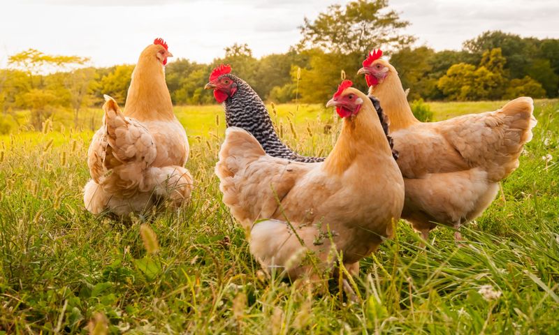 Chickens: Protein Revolution In A Small Package