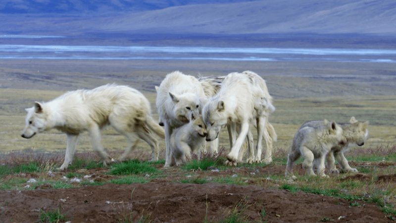 Wolves Create Teaching Opportunities For Pups