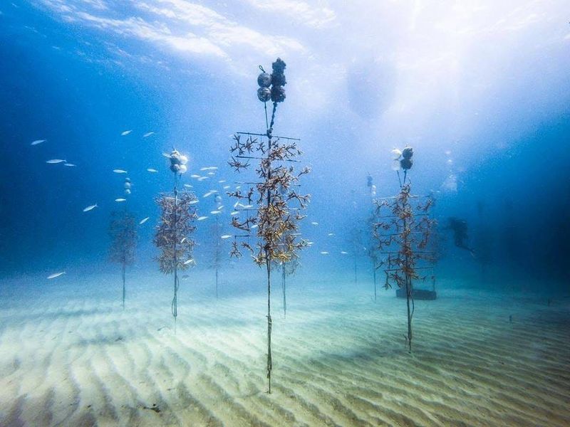 Coral Reefs Show Signs Of Recovery