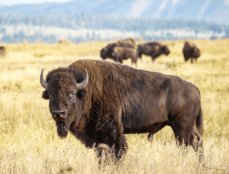 Buffalo: Defenders Of The Vulnerable