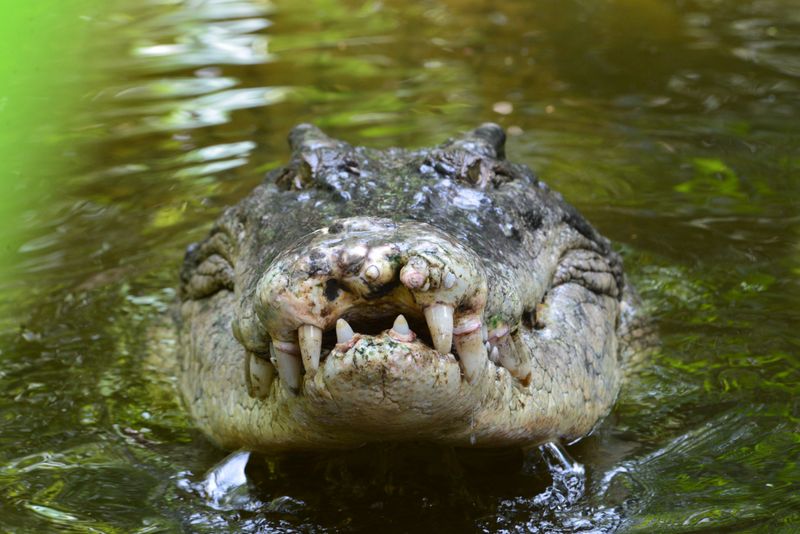 Crocodiles