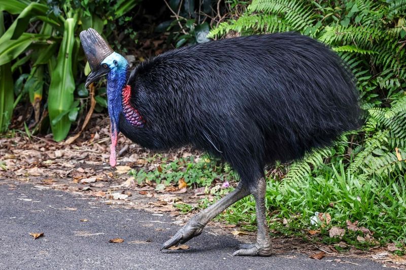 Cassowary: The Flightless Jungle Giant