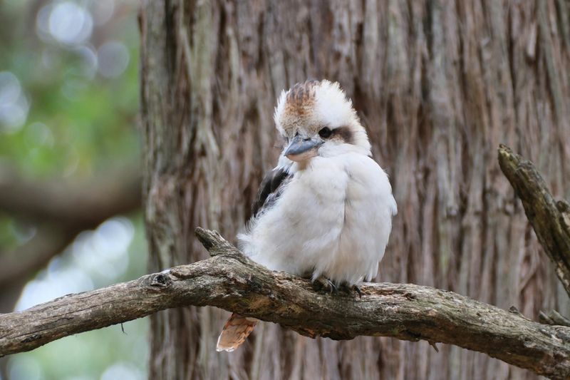 Kookaburra