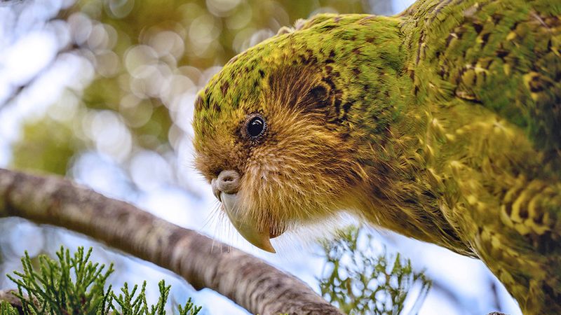 Kakapo – New Zealand's Flightless Parrot
