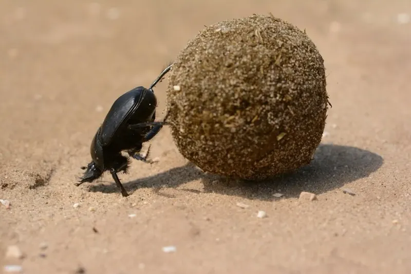 Dung Recyclers