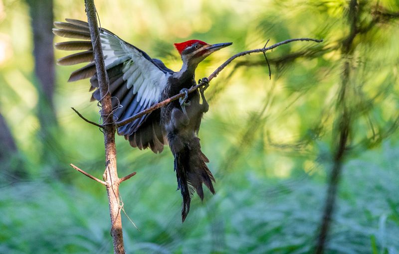 Pileated Woodpecker: Prehistoric Forest Drummer