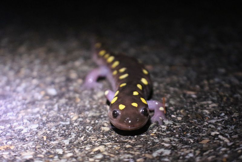 Spotted Salamander