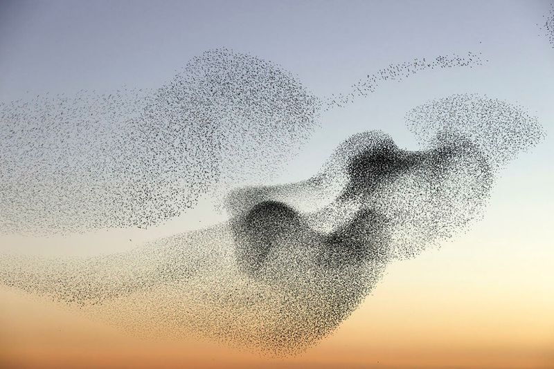 Starling